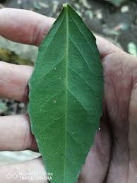 Image result for Drypetes gerrardii