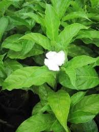 Image result for Tabernaemontana brachyantha