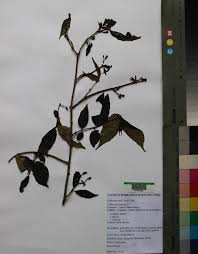 Image result for Rytigynia sp. C