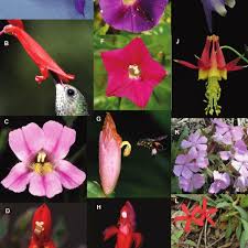 Birds food source comes from plants that produce vegetation, fruit & nectar and flowers that go to seed. Flowers Seemingly Adapted To Bee And Bird Pollination In Six Genera A Download Scientific Diagram