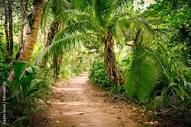 Photo & Art Print Ground rural road in the middle of tropical jungle