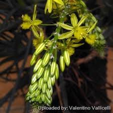 Image result for Anthericaceae