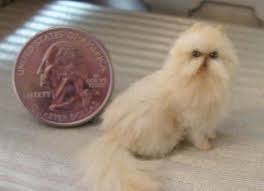 7 Cute Miniature Persian Cat Iran Kedisi