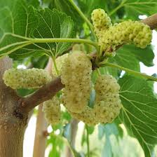 Image result for Droguetia