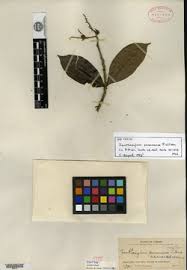 Image result for Zanthoxylum holtzianum