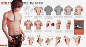 Enjoy a selection of illustrations, sketches, model sheets and tutorials by various artists, collected male torso types #torso #types #drawings ; Artstation Male Torso Anatomy And Hand References Valentina Remenar