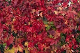 Kalanchoe has shiny, deep green leaves with scalloped edges and colorful flowers. How To Get Red Foliage Why Foliage Doesn T Turn In Shrubs Or Trees With Red Leaves
