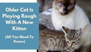 Kittens almost always benefit from the company of other kittens or cats. Older Cat Is Playing Rough With A New Kitten Is It Normal Animalfate