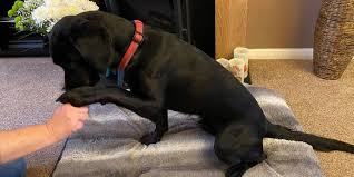 To teach your dog to shake with both paws, use the above steps for both right and left paws, but only praise/click and treat when your dog offers to shake with the paw closest to your hand. How To Teach Your Dog Paw Pdsa