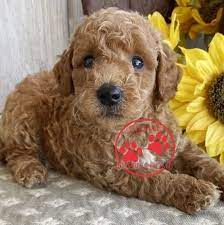 Mini Goldendoodle Puppies Under 1000 Global Puppies Home