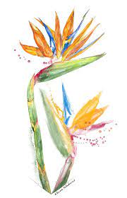Strelitzia Painting Strelitzia Bird Of Paradise 13 Elena Yakubovich By Elena Yakubovich Birds Of Paradise Flower Art Painting Bird Of Paradise Tattoo