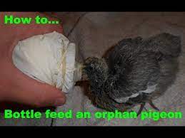 Learn How To Feed Baby Pigeons And How To Raise Them Baby Pigeon Baby Chicks Raising Baby Chicks