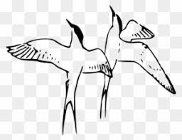 And chicks from the same nest aren't always the same color. Together Forever Clipart Arctic Tern Coloring Page Free Transparent Png Clipart Images Download