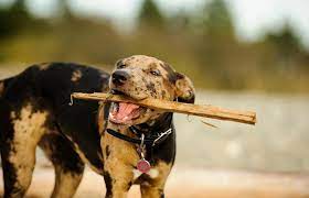 Catahoula Leopard Dog Lovetoknow