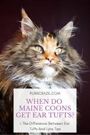 Some cats are white due to being born with little. When Do Maine Coons Get Their Ear Tufts Purr Craze