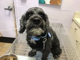 If you are a cockapoo dog breeder in new jersey, usa trying to sell your cockapoo puppy, puppyfidner.com is a great place to get the word out. Dog For Adoption Wink A Cockapoo Schnauzer Mix In Oak Ridge Nj Petfinder