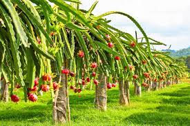 Each fruit has hundreds of seeds, and almost every one of them has the potential to someday become a fruit bearing vine. Growing Dragon Fruit How To Grow Dragon Fruit From Seed And Cuttings