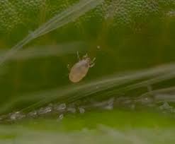 Image result for Tetranychidae grapevine