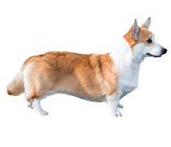 Cardigan Welsh Corgi | Dog Breed Facts ...