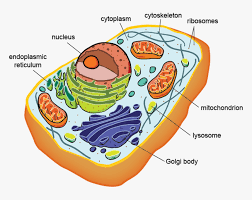 These cells show morphological characteristics of protein synthesizing cells, including abundant rough endoplasmic reticulum and prominent golgi apparatus, as well as. Cell Structure Function Cell Membrane Transport Eukaryotic Cell Prokaryotic Cells Hd Png Download Kindpng
