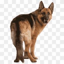 Is a german shepherd a good hunting dog? Rear Clipart Cute Puppy German Shepherd Rear Hips Hd Png Download 640x859 1272399 Pngfind