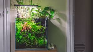 Image result for Ranalisma