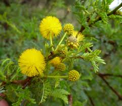 Image result for Acacia karroo