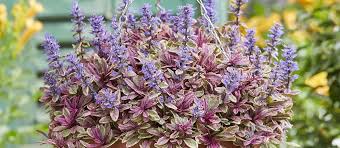 Image result for Ajuga
