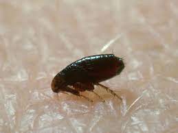 When you decide to perform this treatment, there are important things you need to. How To Prepare For Flea Control Service