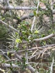 Image result for Anisotes formosissimus