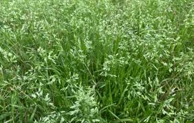 Image result for Poa leptoclada