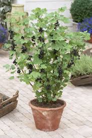 Schwarze Johannisbeere Richtig Schneiden Pflanzen Tipps Tricks Pflanzen Garten Flora Garten