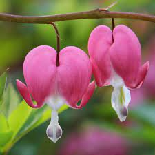 Longfield Gardens 2 Eyes To 3 Eyes Spectabilis Bleeding Heart Bulbs 3 Pack 20000180 The Home Depot Strange Flowers Bleeding Heart Bulb Flowers