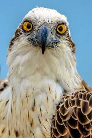 Birds That Look Like Eagles In Florida Osprey Head On Portrait Osprey Bird Pet Birds Birds Of Prey