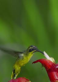 Animated Gif Bird Is The Word Gif Https Encrypted Tbn0 Gstatic Com Images Q Tbn 3aand9gctp Hpbl633iasevf6pqjl69q3mzlxacygudg Usqp Cau