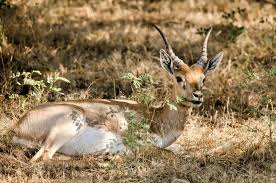It is also the largest of the three great southward projections from the main mass of the earth's exposed surface. African Antelope Species Animal Sake