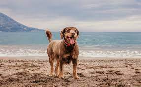 How Long Can A Dog Live With Untreated Diabetes
