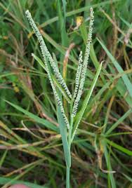 Image result for Paspalum scrobiculatum