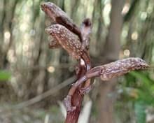 Image result for Subularia monticola