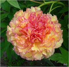 pin op jardin