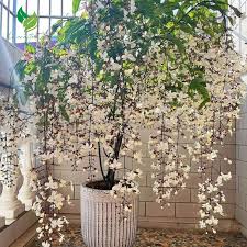Image result for Clerodendrum schweinfurthii