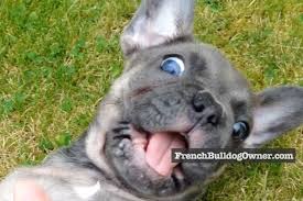 Tara is a gorgeous blue an tan akc registered frenchy puppy. Do French Bulldogs Eyes Change Color From Blue Why What Colors