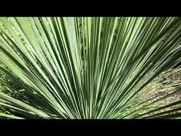 Image result for Lebeckia linearifolia