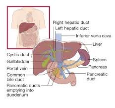 About The Liver British Liver Trust Liver Liver Health Healthy Liver