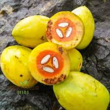 Image result for Canarium