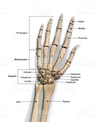 The forearm bones consist of the ulna (medially) and the radius (laterally). Biology Toppers Left Hand Wrist Bone Well Labelled Facebook