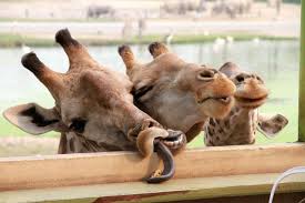 Geburtstag 3 lustige memes tiere geburtstag bilder lustig. Lustige Bilder Von Tieren 200 Kostenlose Fotos