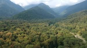 Forrest Aerial View, Nature Stock Footage ft. above & aerial view