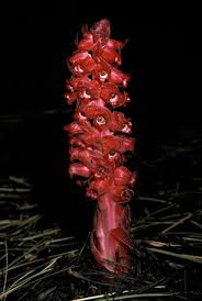 Image result for Sarcophyte sanguinea