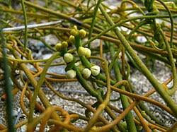 Image result for Cassytha pondoensis